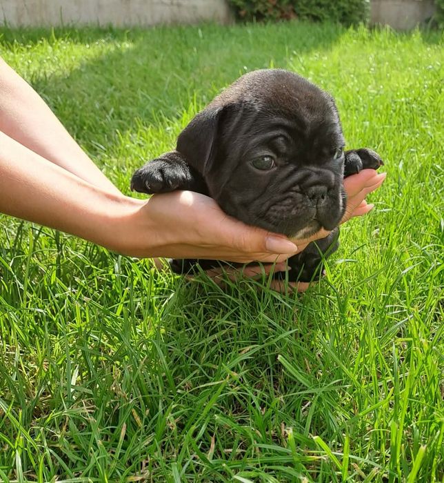 Buldog francuski