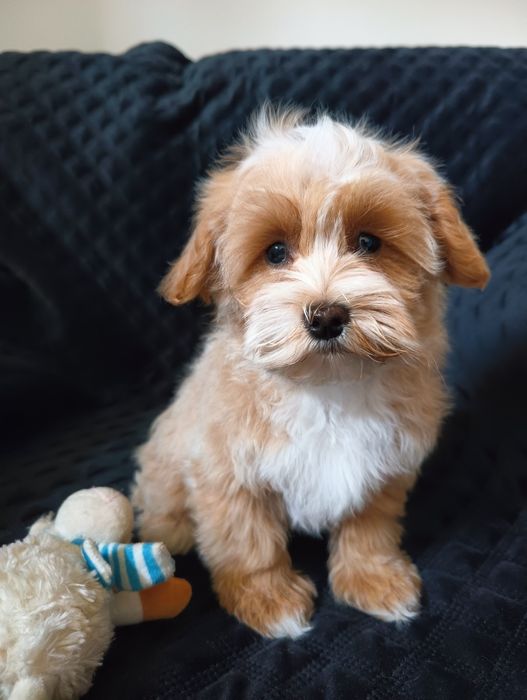 Maltipoo śliczny piesek
