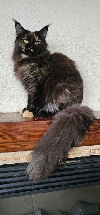 Черепаховая девочка мейн кун