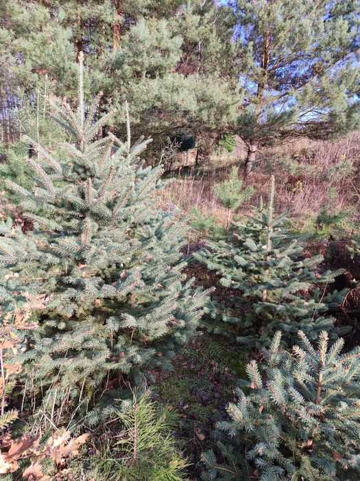 Choinki/choinki żywe/świerk