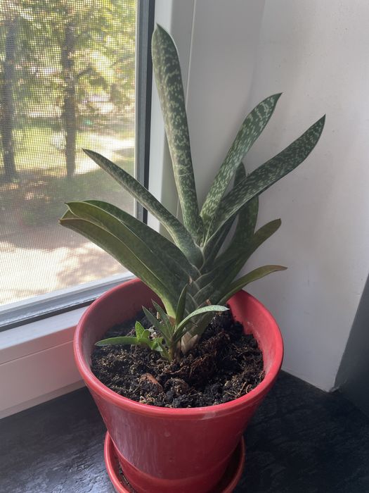 Толстянка/ Крассула, денежное дерево