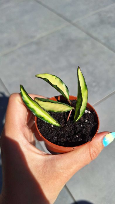 Hoya wayetii tricolor variegata