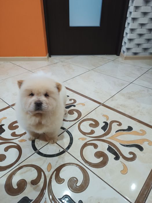 Szczeniak Chow chow (Piesek)