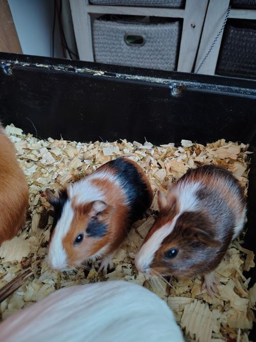 Świnka morska samiec 3miesięczna