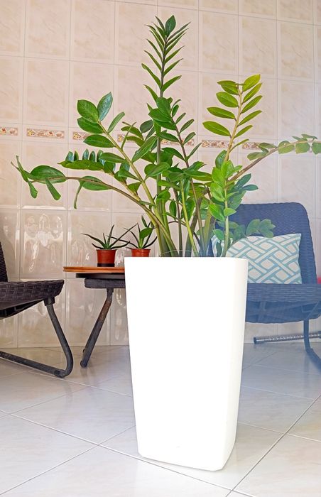 Planta + vaso - altura: 1m