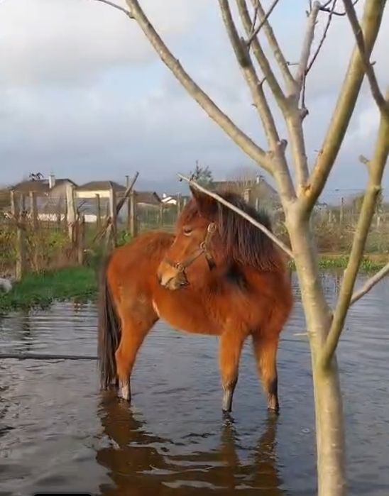Ponei femea/garrana 3 anos, livros verde