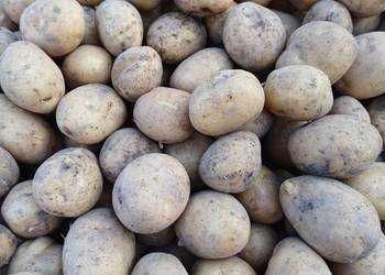 Ziemniaki Denar Wielkosc Sdzeniaka!