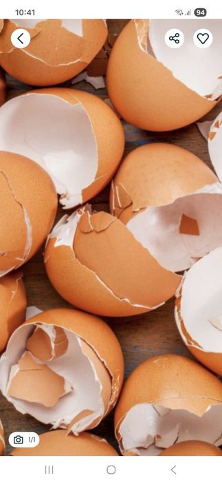 Skorupki jajek suche