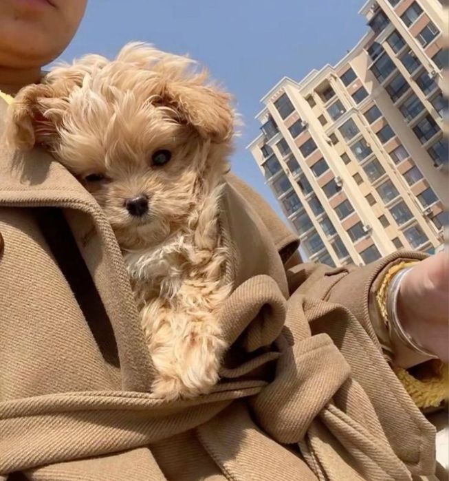 Маленький хлопчик Мальтіпу. Маленька дівчинка мальтіпу