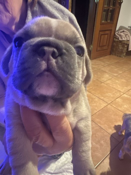 Buldogue Francês macho