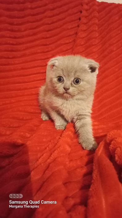 Femea scottish fold blue