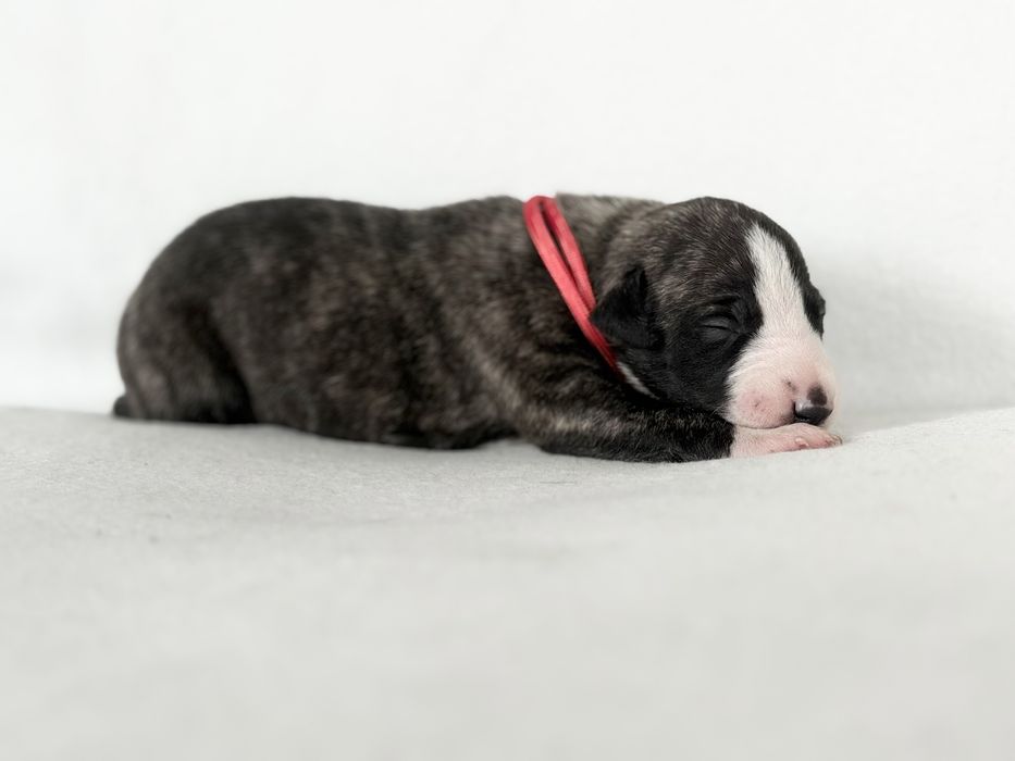 Chart Angielski WHIPPET