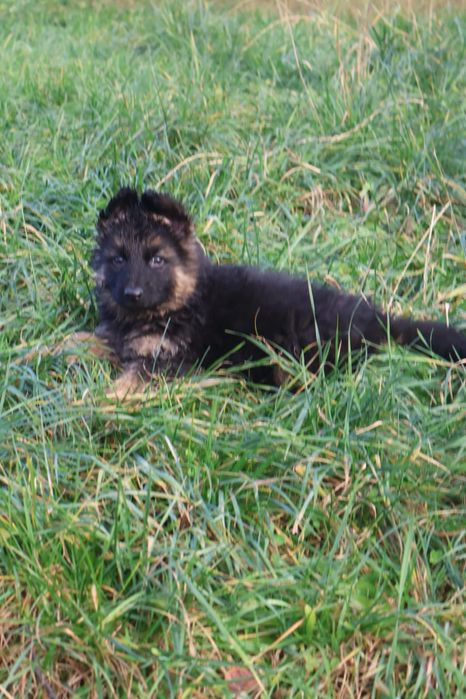 Suczka 10 tygodni Owczarka niemieckiego długowłosy  gotowa do zmiany d