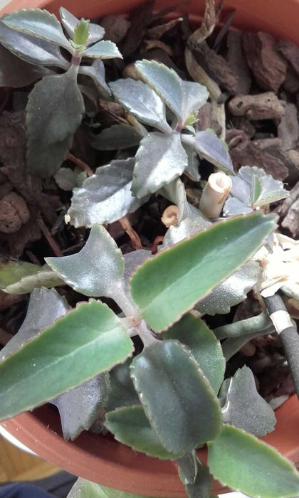 Żyworódka - młode roślinki - lecznicze - 2 sztuki.