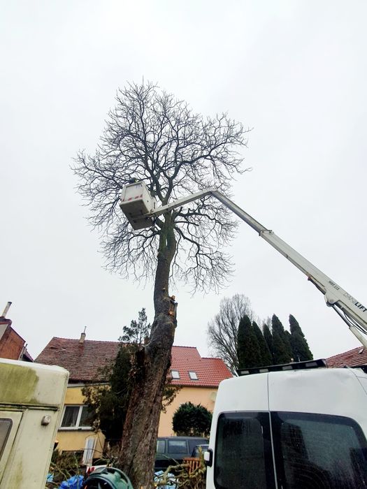 Wycinki drzew oraz usługi rębakiem