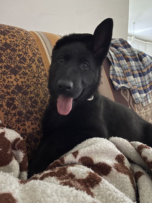 Пропоную  щеня німецькоі вівчарки (найкраще з виводку)