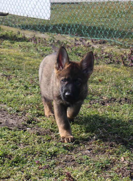 Owczarek niemiecki linia użytkowa