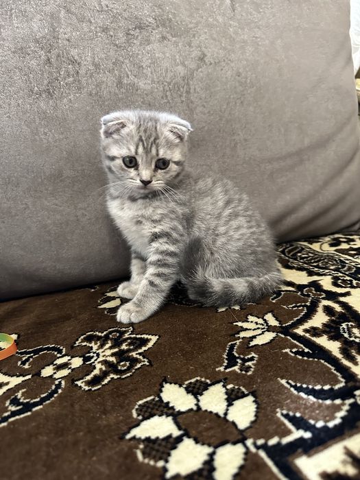Шотландские вислоухие котята .