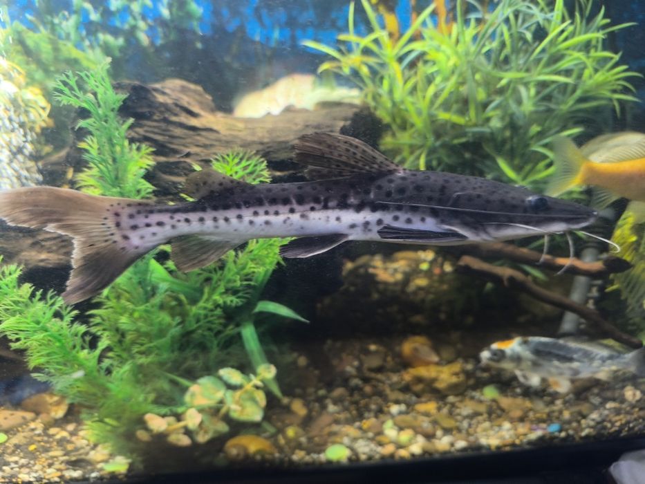 Pintado / Surubim Pintado venda