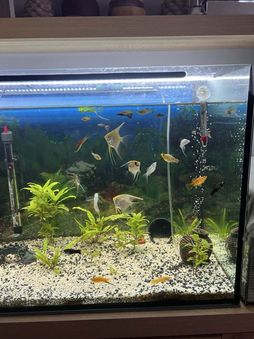 Sprzedam akwarium 200l