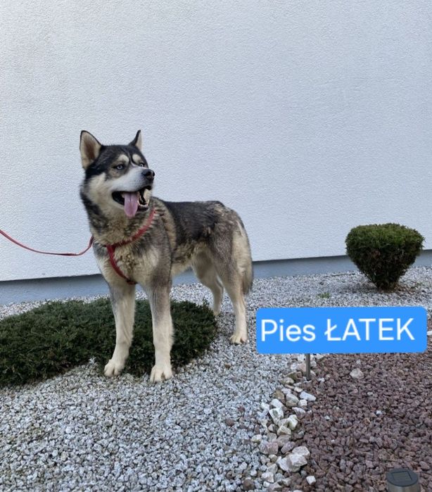 Husky Syberyjski