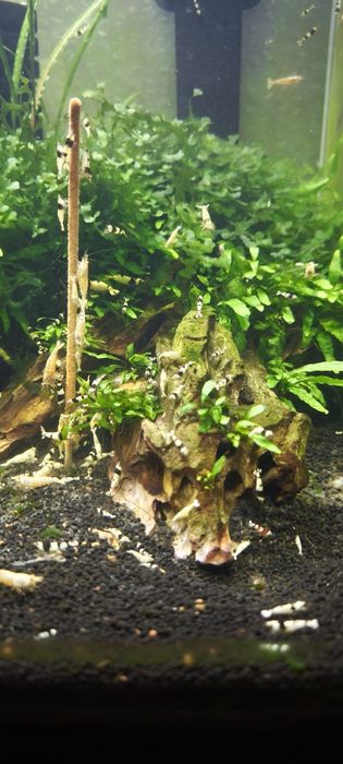 Camarões caridinas black crystal