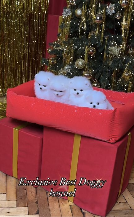 Шик і ексклюзив - VIP лакшері сегмент - цуценята померанські шпіци !