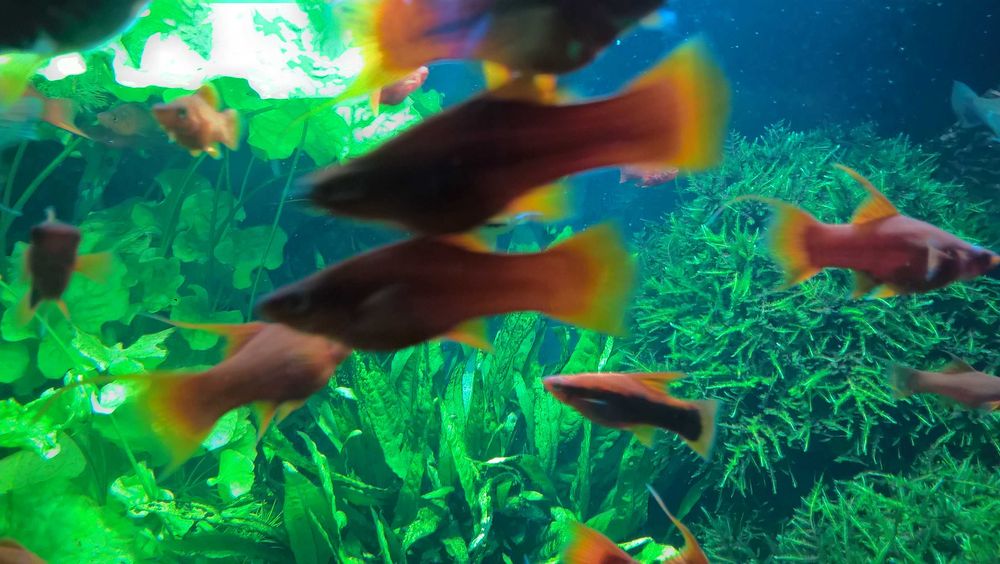 Mieczyk czerwony- dorosłe ryby