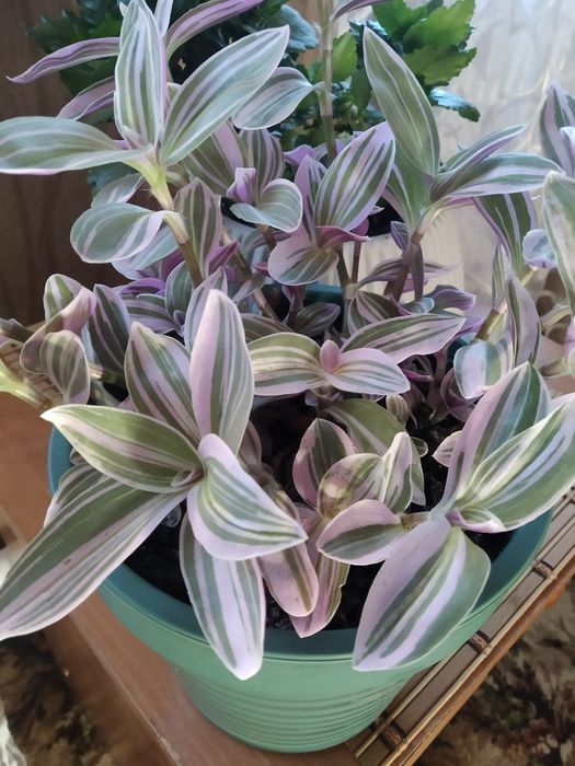 Традесканция( відросток укоренен)