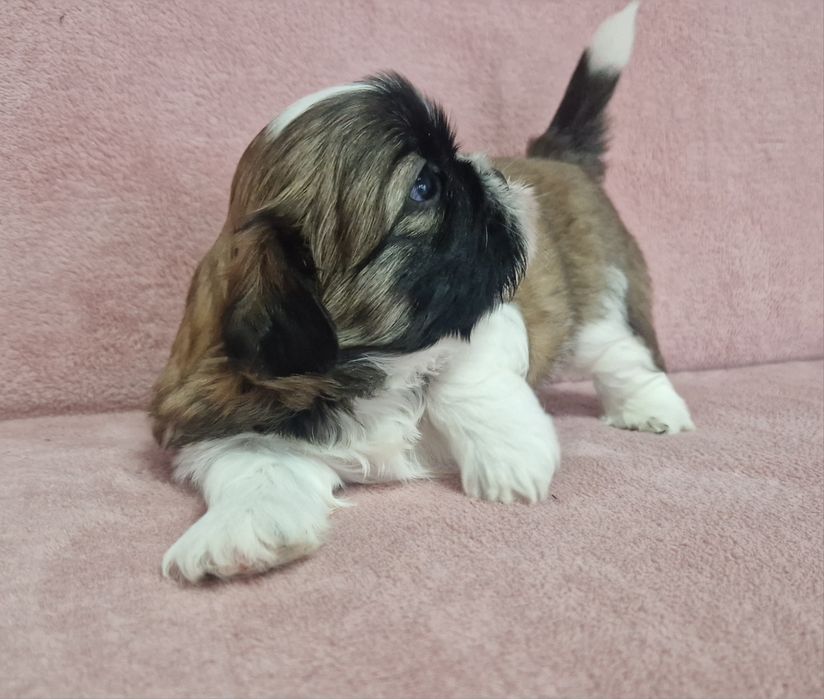 Rezerwacja piesek Shih-Tzu