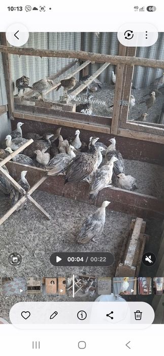 Продам птахів 26рік