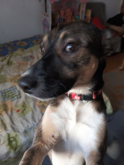 Piesek oddam w dobre ręce