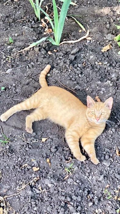 Отдам рыжего котенка, мальчик, 6 месяцев