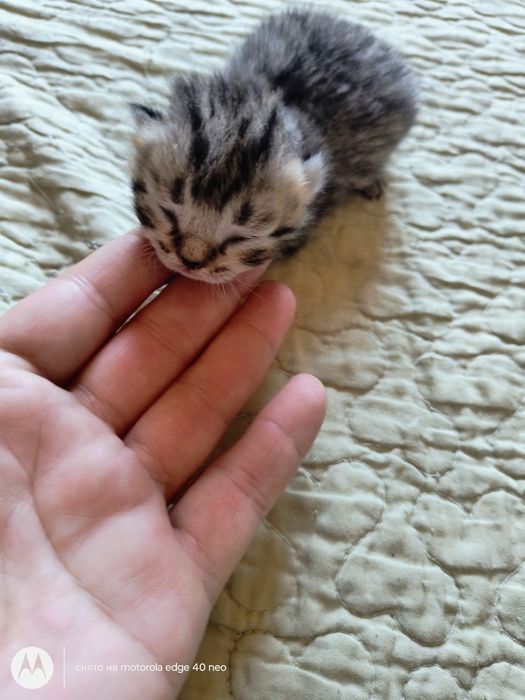 Британские котята