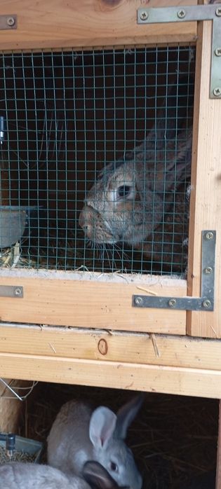 Klatki króliki hodowla