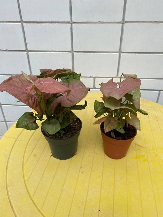 Сингониум Неон Пинк