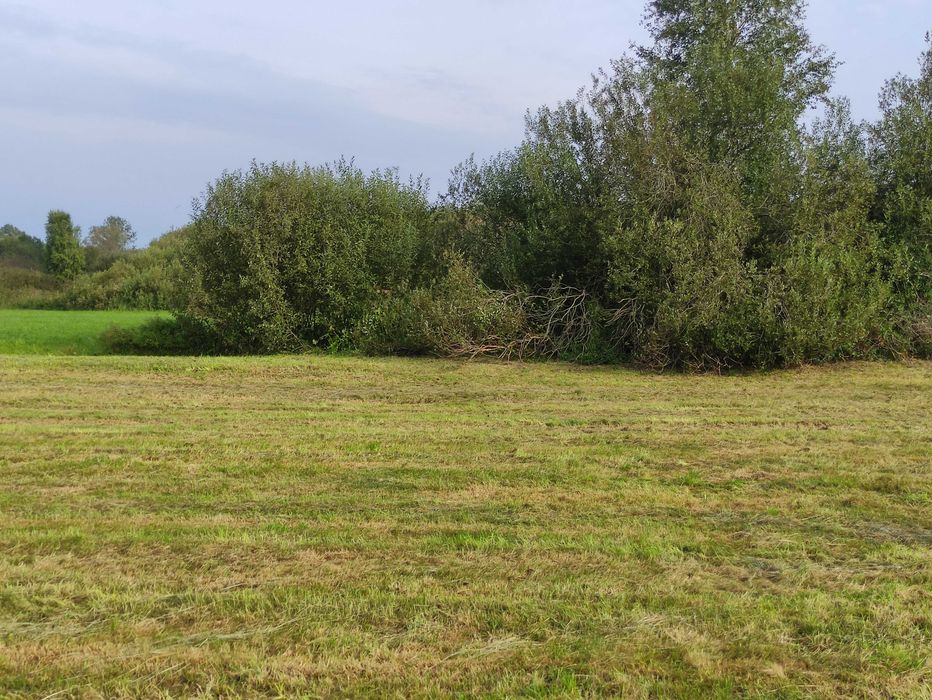 Krzewy wierzby do wycięcia. Oddam za darmo drzewo na opał