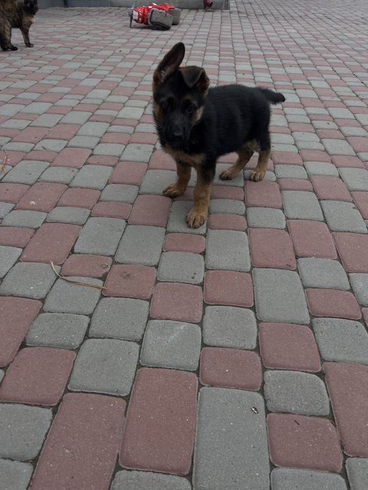 Німецька вівчарка