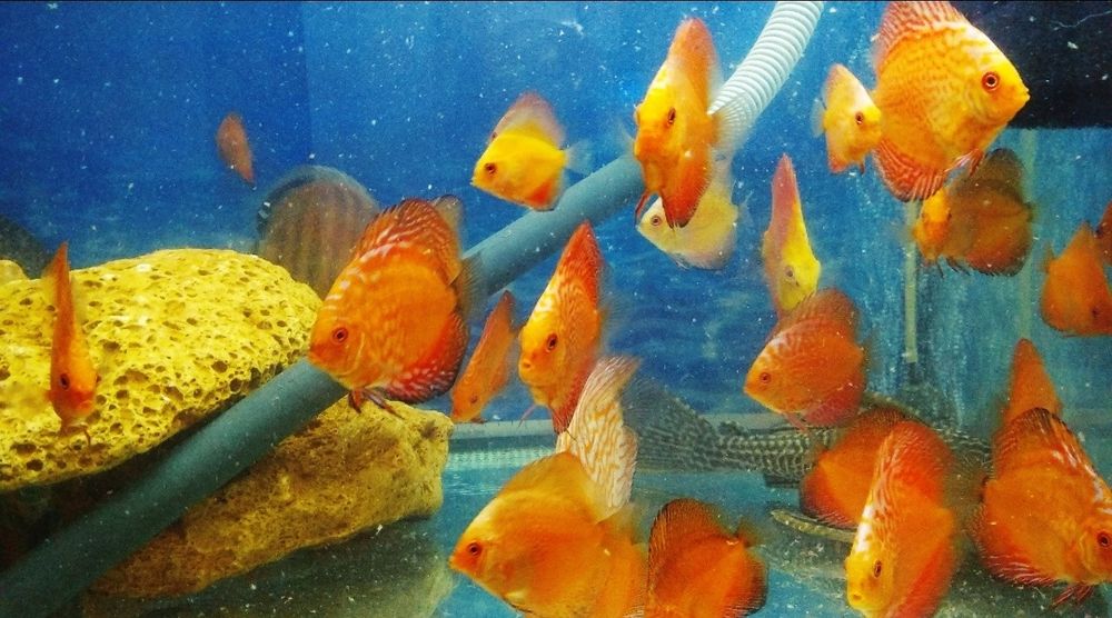 Продажа дискусов