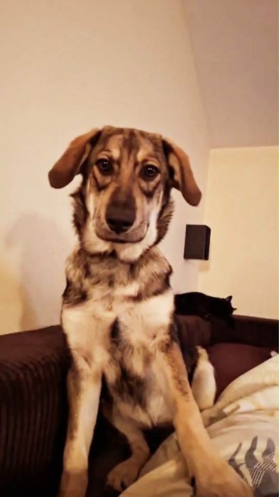 Oddam szczeniaka wilczak czechosłowacki-beagle