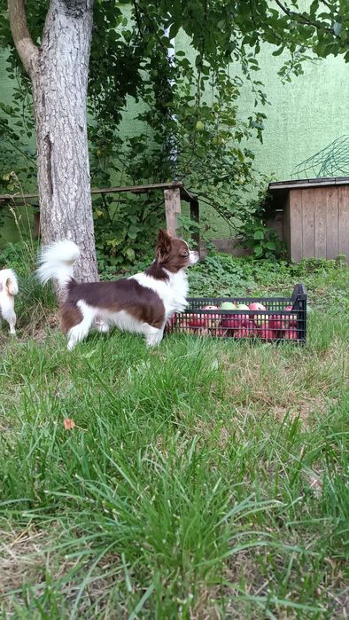 Чарівний хлопчик чихуахуа, шукає наречену