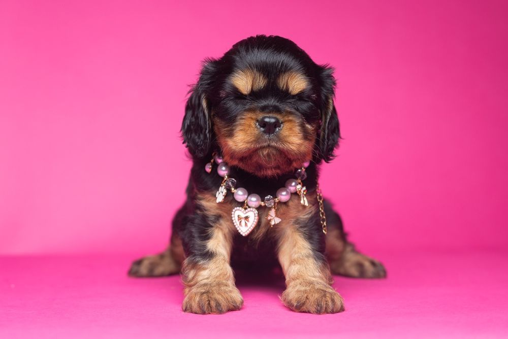 Cavalier King Charles Spaniel * Dziewczynka Fleur de Lys