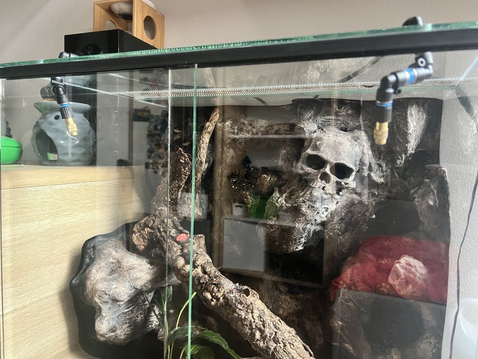 Gekon wraz z terrarium