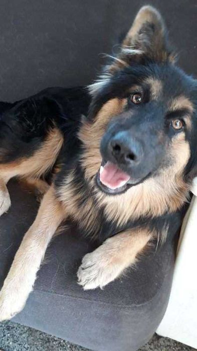 Bono i Nero staną na straży Twojego domu i serca