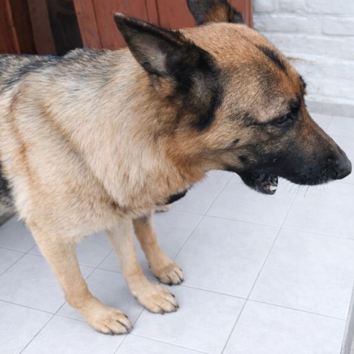 Продам цуценят німецької вівчарки