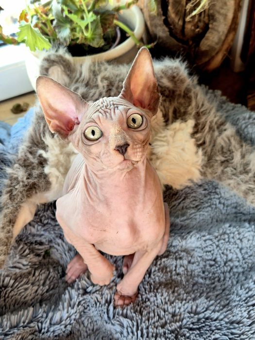 Sfinks Kanadyjski rodowód FPL