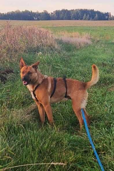 Posłuszny łagodny Perez szuka domku