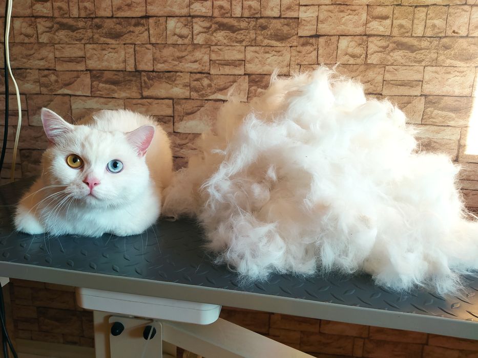 ГРУМІНГ (стрижка собак та котів)