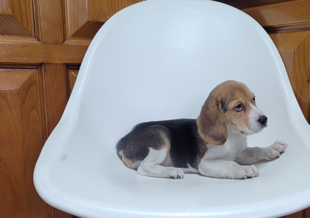 Beagle macho bebé