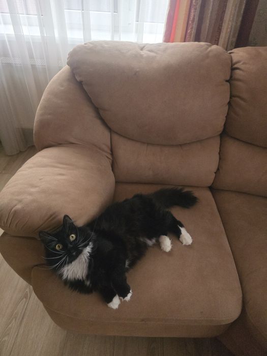 Віддам в хороші руки. Без коштовно. Молоду кішечку